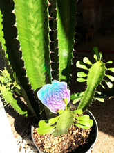 Load image into Gallery viewer, Holographic Rosebud Sticker