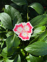 Load image into Gallery viewer, Dianthus Sticker